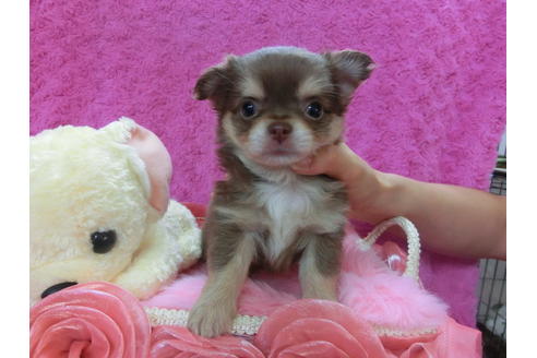 成約済の京都府のチワワ-37213の2枚目
