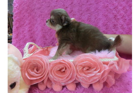 成約済の京都府のチワワ-37213の1枚目