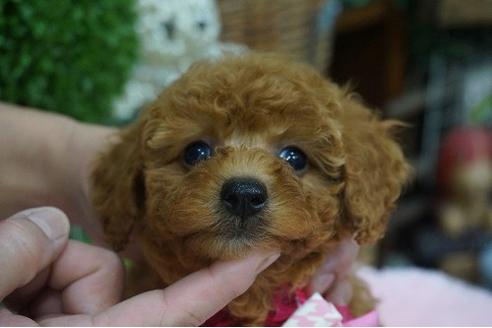 成約済の京都府のトイプードル-37216の3枚目