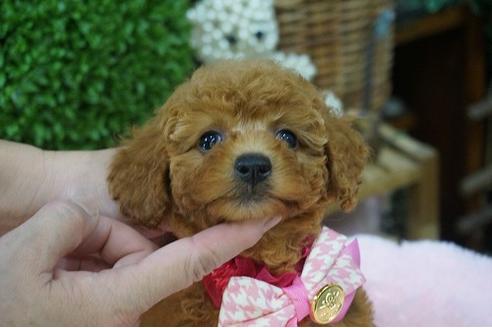 成約済の京都府のトイプードル-37216の2枚目