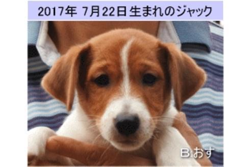 成約済の広島県のジャックラッセルテリア-34671の1枚目