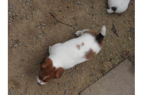 成約済の広島県のジャックラッセルテリア-34671の2枚目