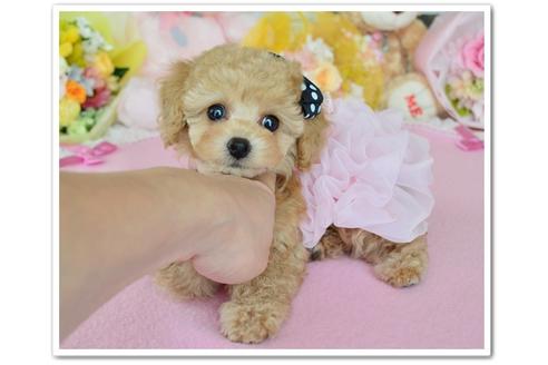 成約済の岩手県のトイプードル-36414の5枚目