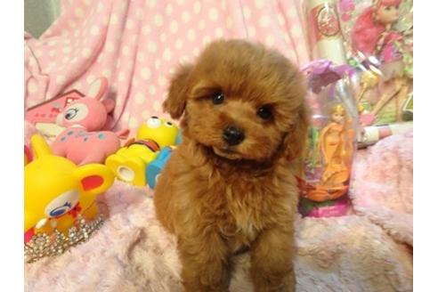 成約済の静岡県のミックス犬-37294の4枚目