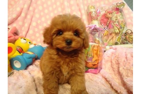 成約済の静岡県のミックス犬-37294の5枚目