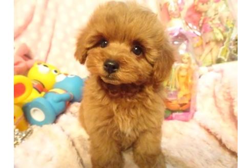成約済の静岡県のミックス犬-37294の1枚目