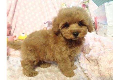 成約済の静岡県のミックス犬-37294の2枚目