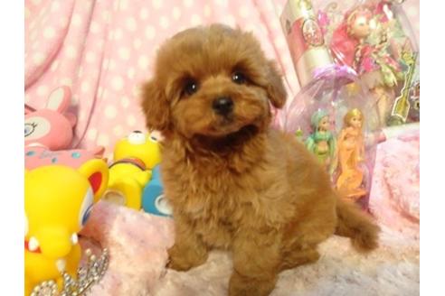 成約済の静岡県のミックス犬-37294の3枚目