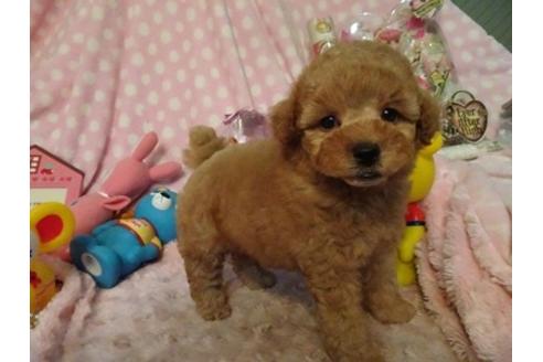 成約済の静岡県のトイプードル-37297の1枚目