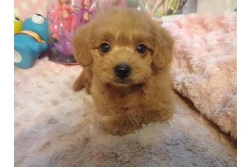 成約済の静岡県のミックス犬-37298の4枚目