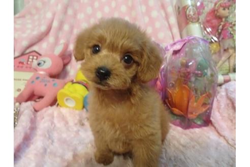 成約済の静岡県のミックス犬-37298の5枚目