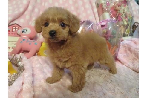 成約済の静岡県のミックス犬-37298の1枚目