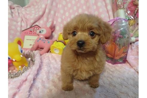 成約済の静岡県のミックス犬-37298の2枚目