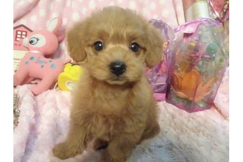 成約済の静岡県のミックス犬-37298の3枚目
