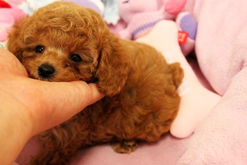 成約済の宮城県のトイプードル-37218の3枚目