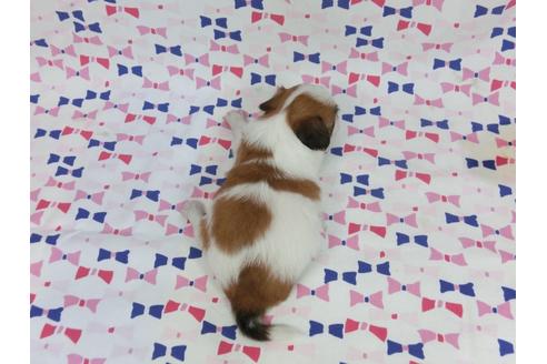 成約済の千葉県のパピヨン-37320の2枚目