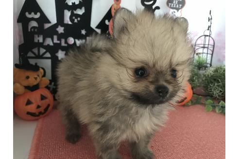 成約済の香川県のポメラニアン-36977の3枚目