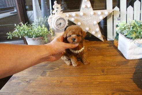 成約済の埼玉県のトイプードル-37346の3枚目