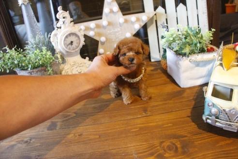 成約済の埼玉県のトイプードル-37346の5枚目