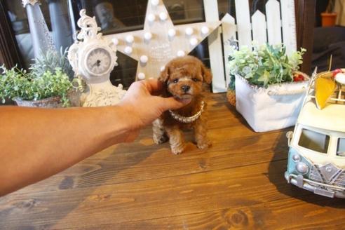 成約済の埼玉県のトイプードル-37346の1枚目