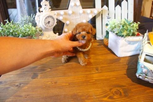 成約済の埼玉県のトイプードル-37346の2枚目