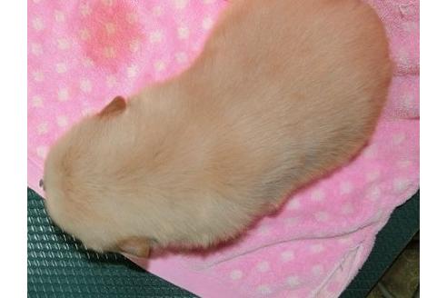 成約済の長崎県のゴールデンレトリーバー-37231の1枚目