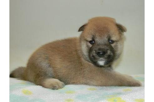 成約済の長崎県の柴犬-37235の4枚目