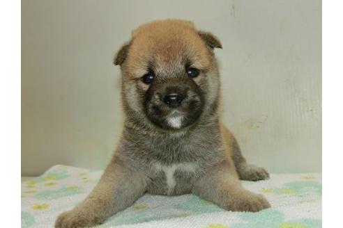 成約済の長崎県の柴犬-37235の2枚目