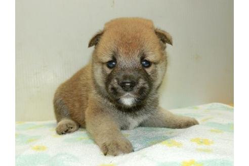 成約済の長崎県の柴犬-37235の1枚目