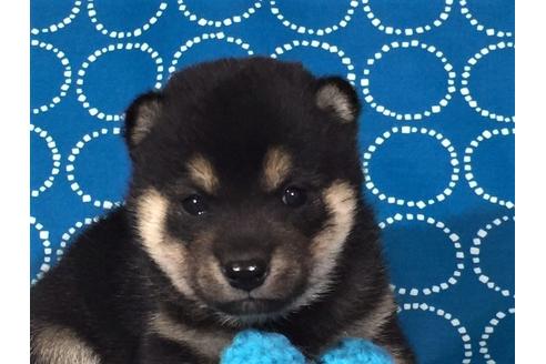 成約済の愛知県の柴犬-37391の1枚目