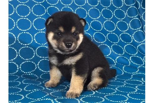 成約済の愛知県の柴犬-37391の3枚目