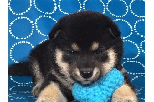 成約済の愛知県の柴犬-37392の2枚目