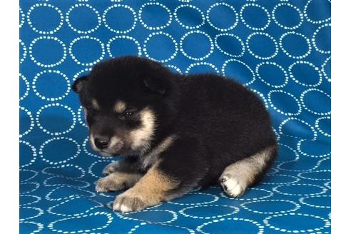 成約済の愛知県の柴犬-37392の1枚目