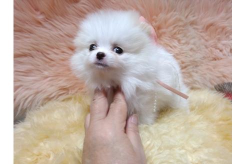 成約済の愛知県のポメラニアン-37396の1枚目