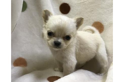成約済の岐阜県のチワワ(ロングコート)-36935の3枚目