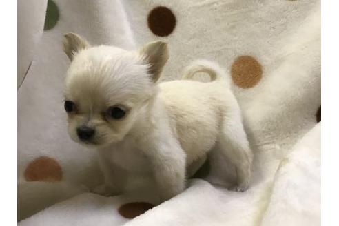 成約済の岐阜県のチワワ(ロングコート)-36935の2枚目