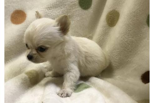 成約済の岐阜県のチワワ(ロングコート)-36935の1枚目