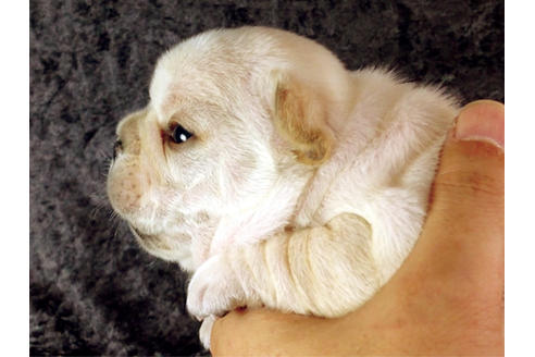 成約済の宮城県のフレンチブルドッグ-37405の1枚目