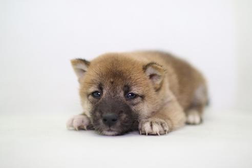 成約済の愛知県の柴犬-36471の2枚目