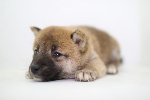 成約済の愛知県の柴犬-36471の3枚目