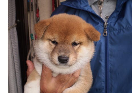 成約済の三重県の柴犬-37428の1枚目
