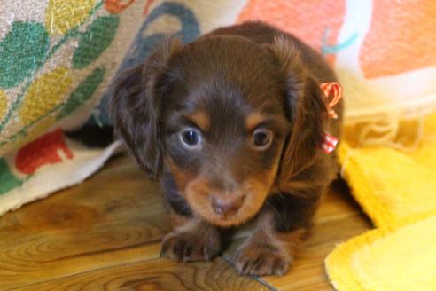 成約済の愛知県のカニンヘンダックスフンド(ロングヘアード)-35913の5枚目
