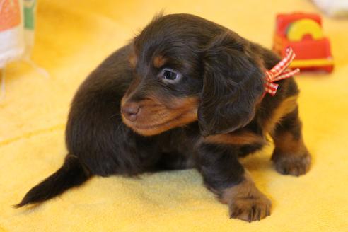 成約済の愛知県のカニンヘンダックスフンド(ロングヘアード)-35913の4枚目