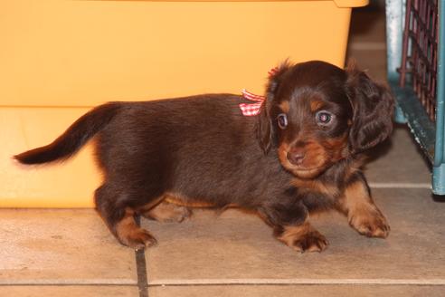 成約済の愛知県のカニンヘンダックスフンド(ロングヘアード)-35913の3枚目