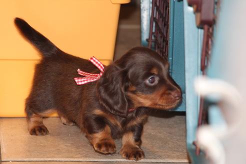 成約済の愛知県のカニンヘンダックスフンド(ロングヘアード)-35913の2枚目