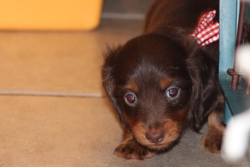 成約済の愛知県のカニンヘンダックスフンド(ロングヘアード)-35913の1枚目