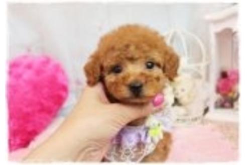 成約済の岡山県のトイプードル-37453の5枚目