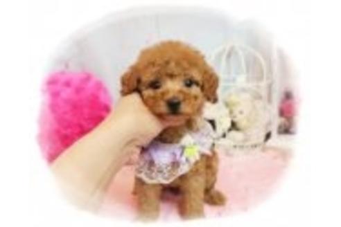 成約済の岡山県のトイプードル-37453の2枚目