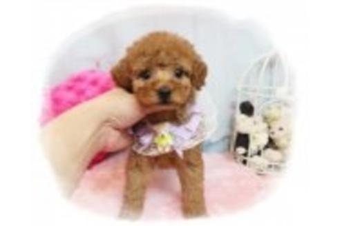 成約済の岡山県のトイプードル-37453の3枚目