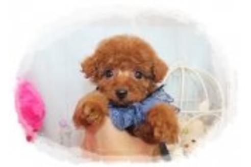 成約済の岡山県のトイプードル-37454の5枚目